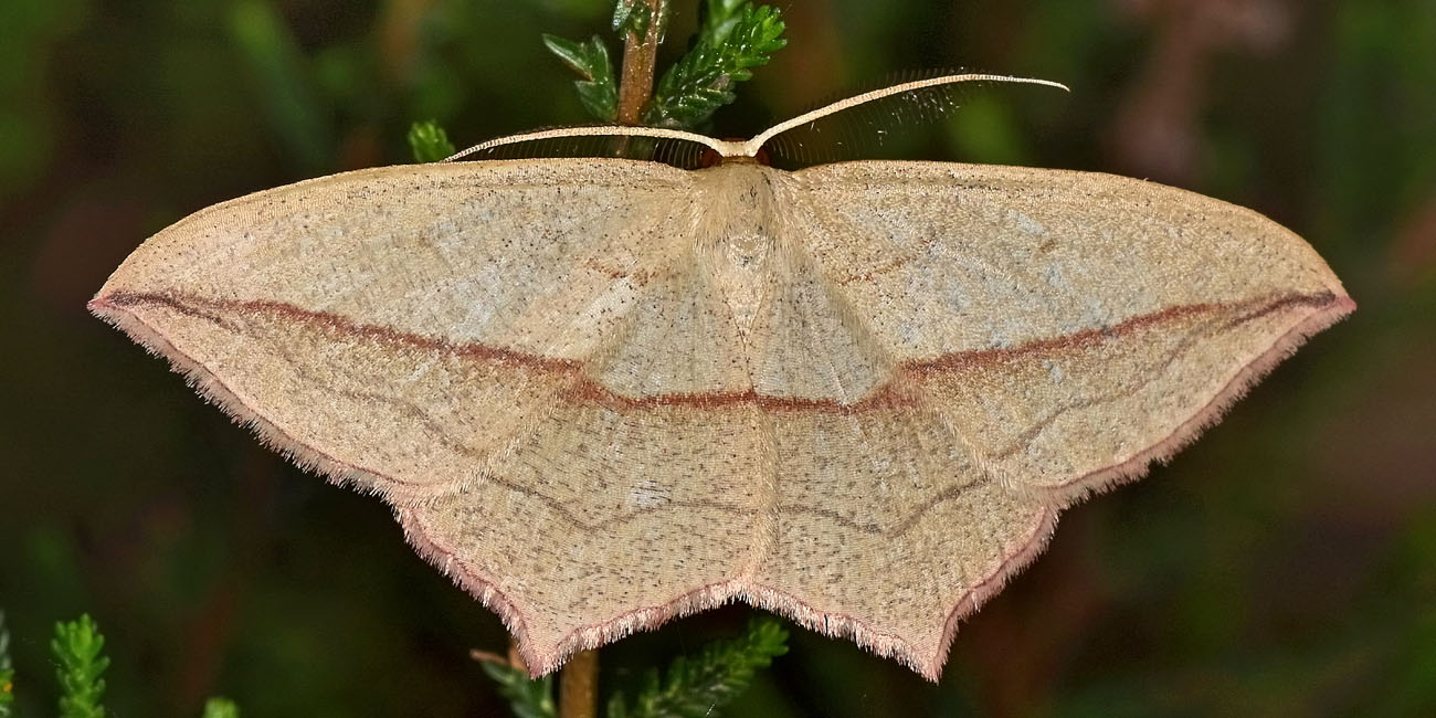 Geometridae:  Timandra comae? S